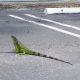 An iguana "chills" in a parking lot in Boca Raton, FL. (Photo: Boca Daily News)