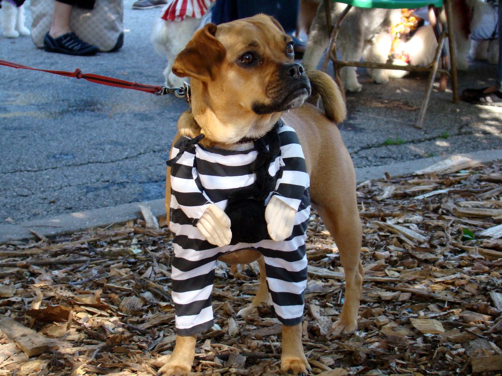 A dog in Halloween costume. (Flickr Creative Commons)