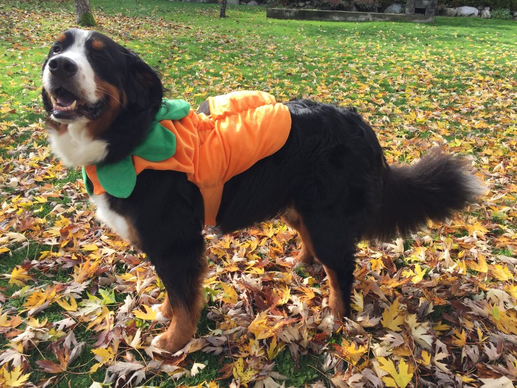 A dog in Halloween costume. (Flickr Creative Commons)