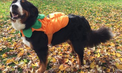 A dog in Halloween costume. (Flickr Creative Commons)