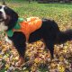 A dog in Halloween costume. (Flickr Creative Commons)