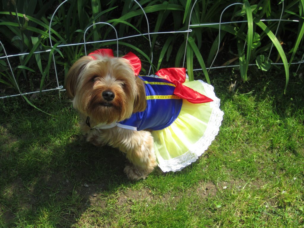 A dog in Halloween costume. (Putful.com / Flickr Creative Commons)